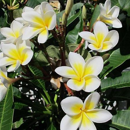 Villa Des Frangipanes ลากูแล็ตต์ ภายนอก รูปภาพ