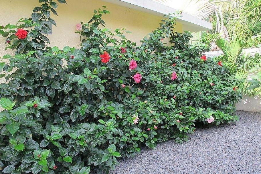 Villa Des Frangipanes ลากูแล็ตต์ ภายนอก รูปภาพ
