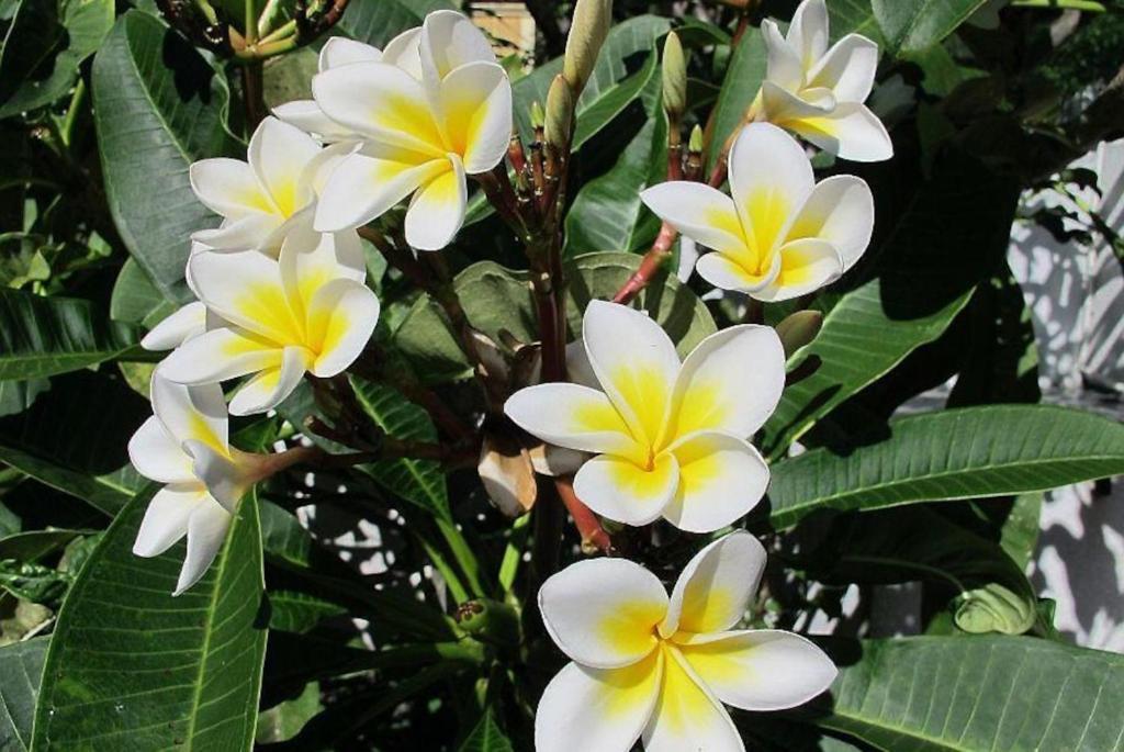 Villa Des Frangipanes ลากูแล็ตต์ ภายนอก รูปภาพ